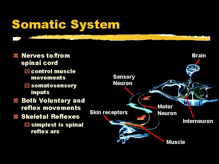 Somatic System Nerves to/from spinal cord y control muscle movements y somatosensory inputs Brain