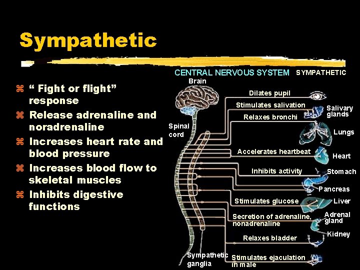 Sympathetic CENTRAL NERVOUS SYSTEM SYMPATHETIC “ Fight or flight” response Release adrenaline and noradrenaline