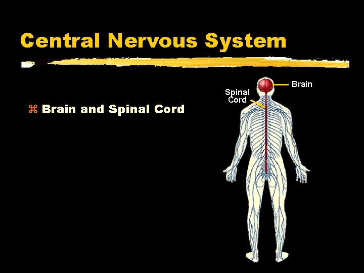 Central Nervous System Brain and Spinal Cord Brain 