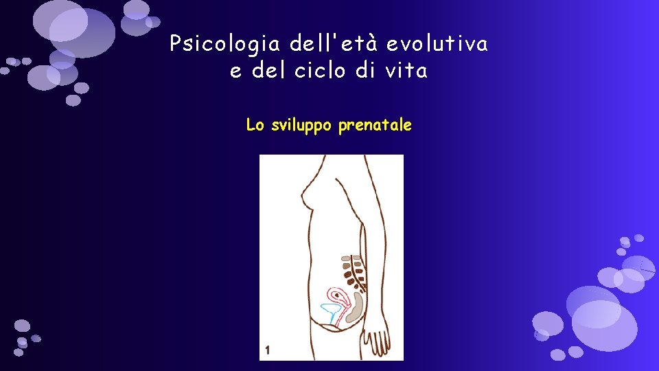 Psicologia dell'età evolutiva e del ciclo di vita Lo sviluppo prenatale 