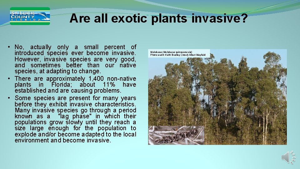 Are all exotic plants invasive? • No, actually only a small percent of introduced Are all exotic plants invasive? • No, actually only a small percent of introduced