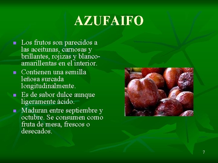 AZUFAIFO n n Los frutos son parecidos a las aceitunas, carnosas y brillantes, rojizas