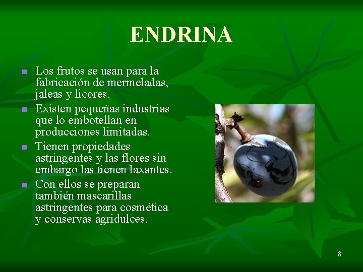 ENDRINA n n Los frutos se usan para la fabricación de mermeladas, jaleas y