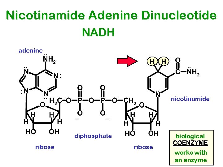 Nicotinamide Adenine Dinucleotide NADH adenine. . . : : . . nicotinamide diphosphate ribose