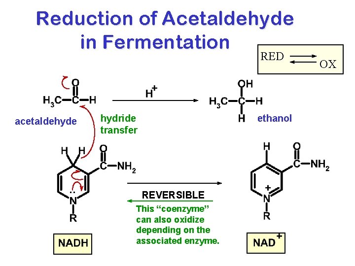 Reduction of Acetaldehyde in Fermentation RED acetaldehyde . . hydride transfer ethanol REVERSIBLE This