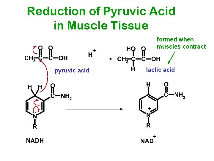 Reduction of Pyruvic Acid in Muscle Tissue formed when muscles contract pyruvic acid .