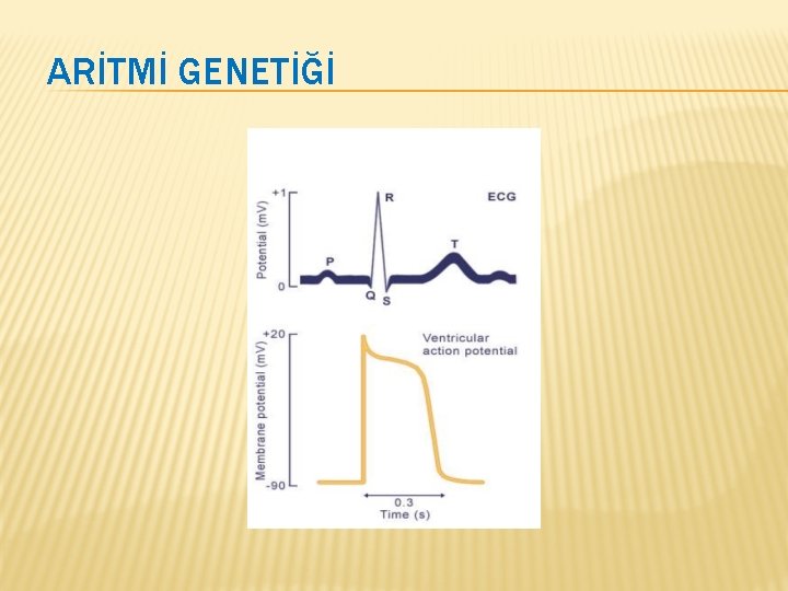 ARİTMİ GENETİĞİ 