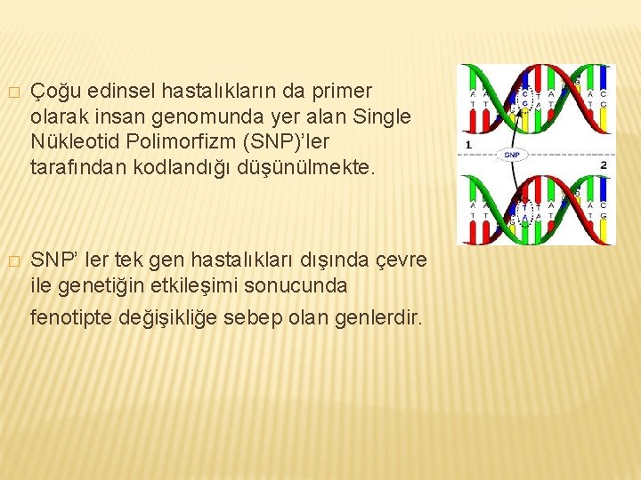 � Çoğu edinsel hastalıkların da primer olarak insan genomunda yer alan Single Nükleotid Polimorfizm