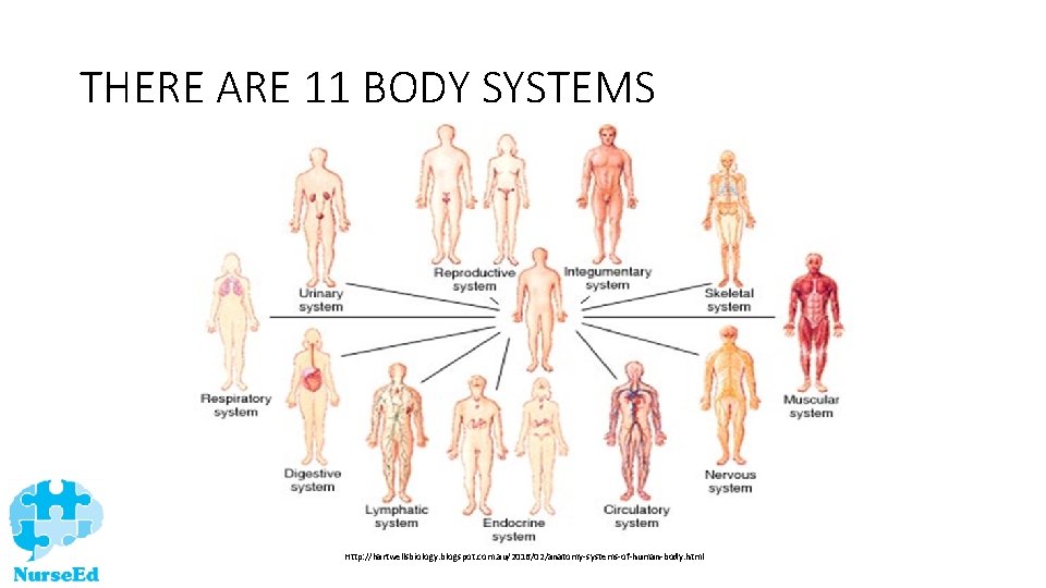 THERE ARE 11 BODY SYSTEMS Http: //hartwellsbiology. blogspot. com. au/2016/02/anatomy-systems-of-human-body. html 
