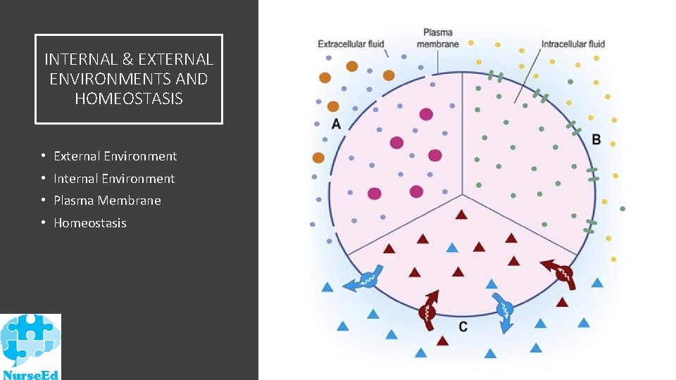 INTERNAL & EXTERNAL ENVIRONMENTS AND HOMEOSTASIS • External Environment • Internal Environment • Plasma