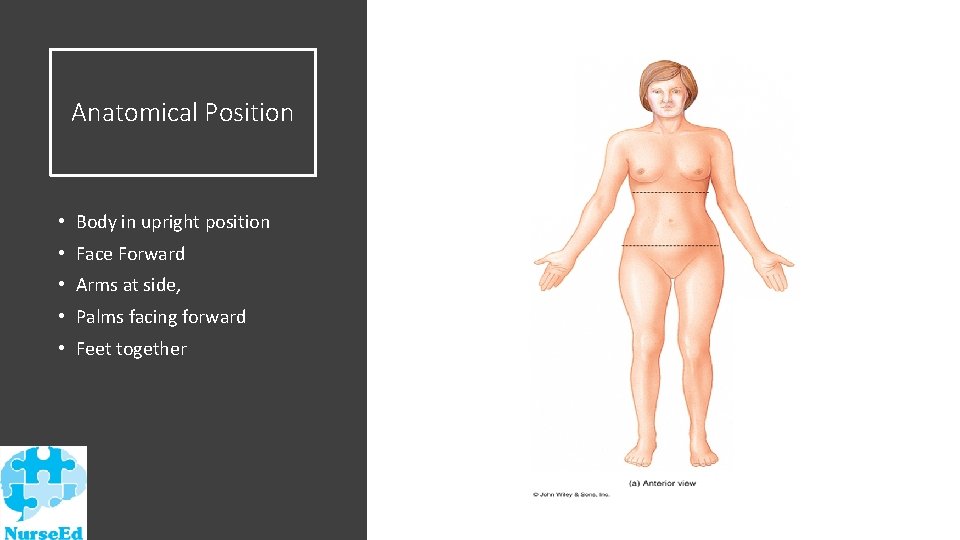 Anatomical Position • Body in upright position • Face Forward • Arms at side,