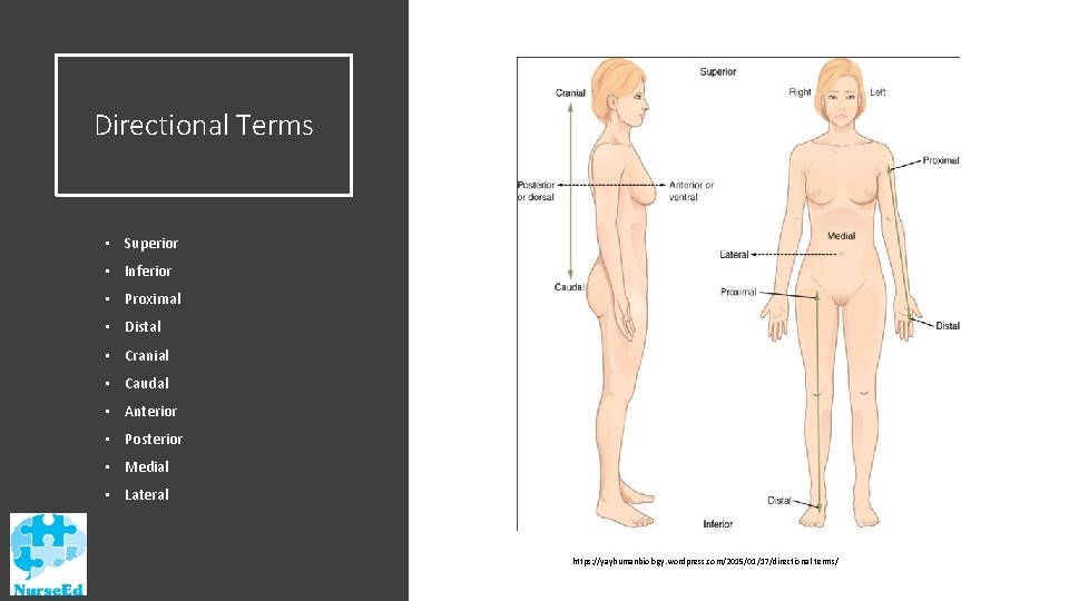 Directional Terms • Superior • Inferior • Proximal • Distal • Cranial • Caudal