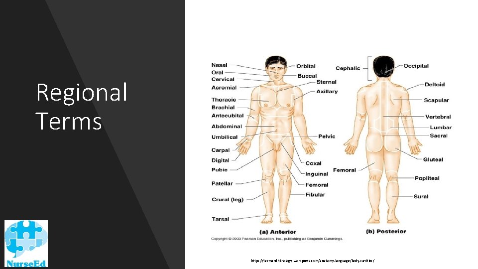 Regional Terms https: //termandhistology. wordpress. com/anatomy-language/body-cavities/ 