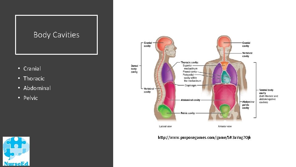 Body Cavities • Cranial • Thoracic • Abdominal • Pelvic http: //www. purposegames. com/game/5