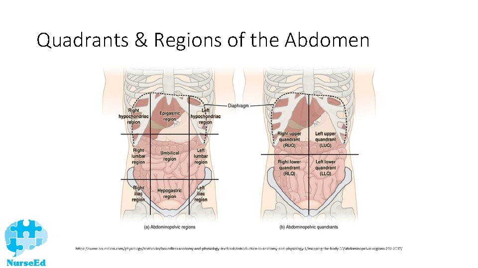 Quadrants & Regions of the Abdomen 