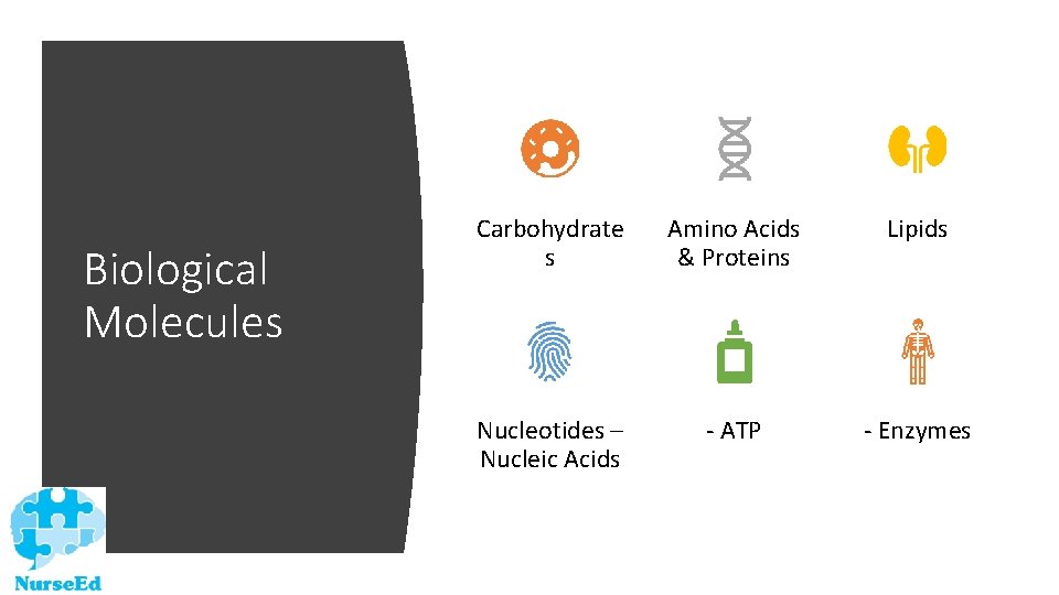 Biological Molecules Carbohydrate s Amino Acids & Proteins Lipids Nucleotides – Nucleic Acids -