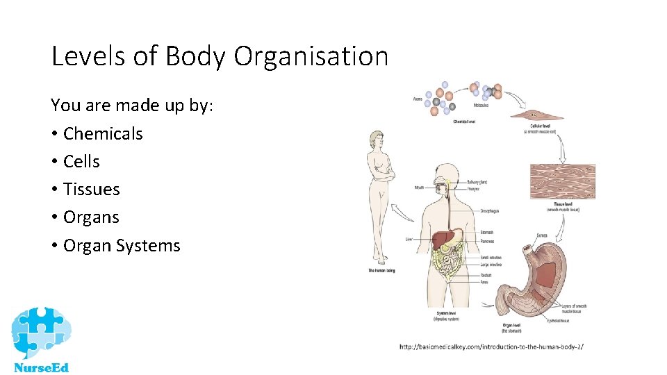 Levels of Body Organisation You are made up by: • Chemicals • Cells •