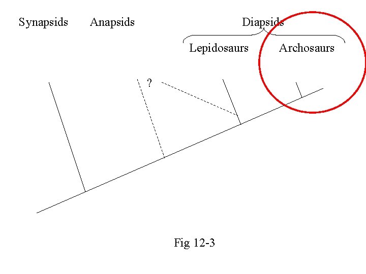 Synapsids Anapsids Diapsids Lepidosaurs ? Fig 12 -3 Archosaurs 
