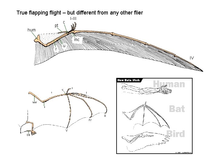 True flapping flight – but different from any other flier 