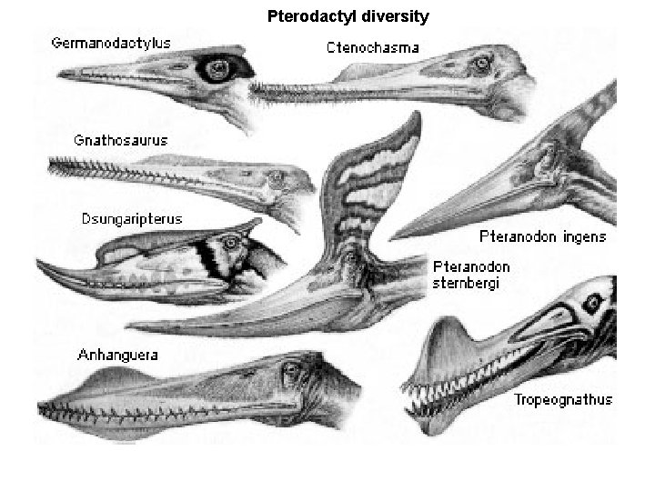 Pterodactyl diversity 