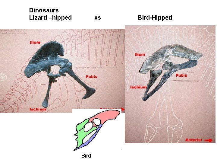 Dinosaurs Lizard –hipped vs Bird-Hipped 