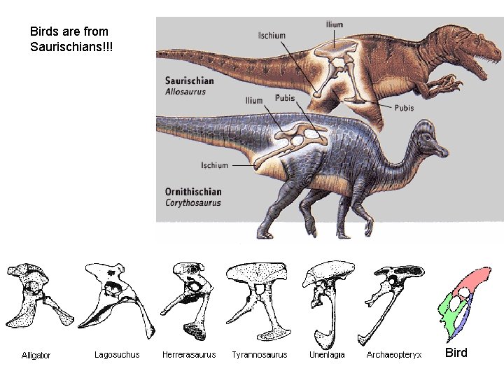 Birds are from Saurischians!!! Bird 