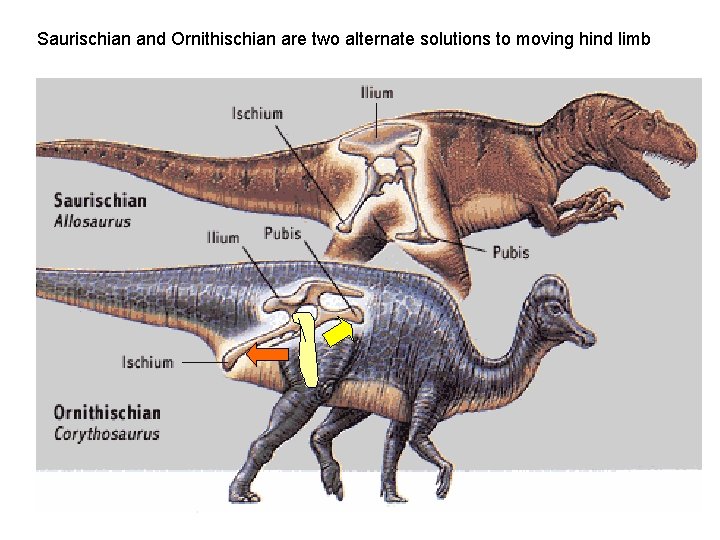 Saurischian and Ornithischian are two alternate solutions to moving hind limb 