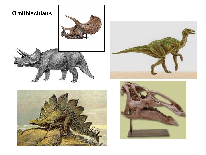 Ornithischians 