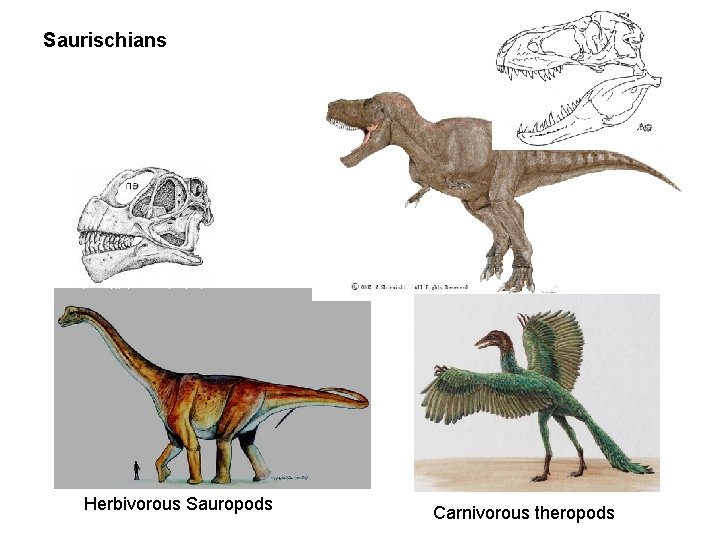 Saurischians Herbivorous Sauropods Carnivorous theropods 