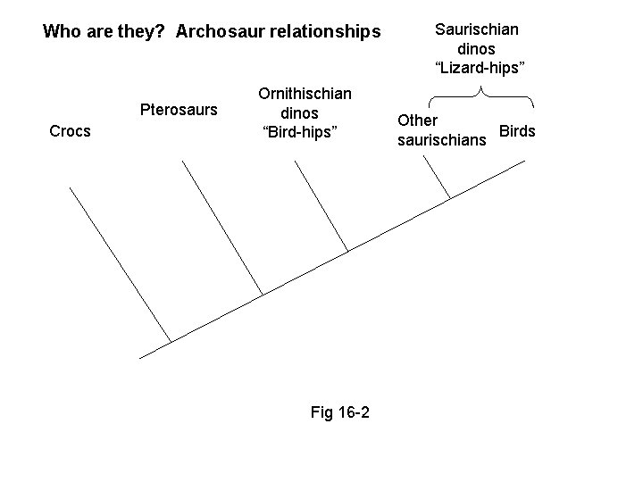 Who are they? Archosaur relationships Pterosaurs Crocs Ornithischian dinos “Bird-hips” Fig 16 -2 Saurischian