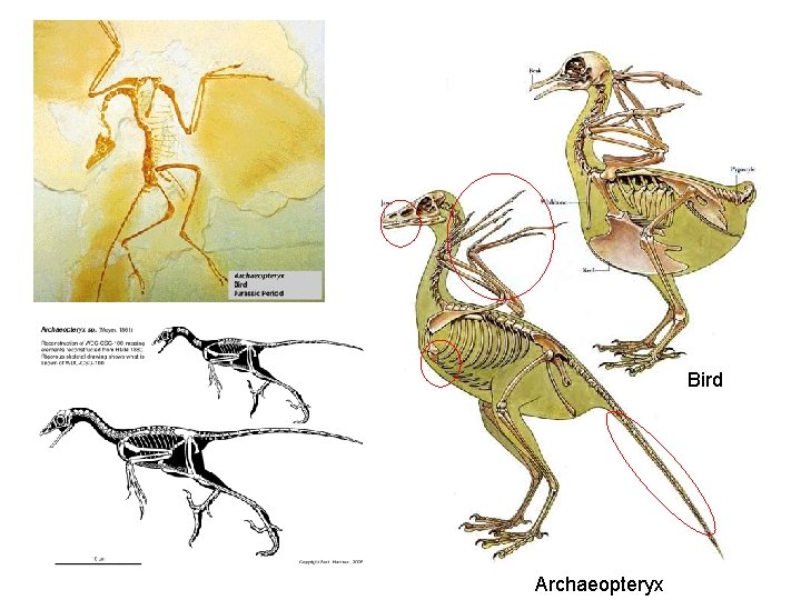 Bird Archaeopteryx 