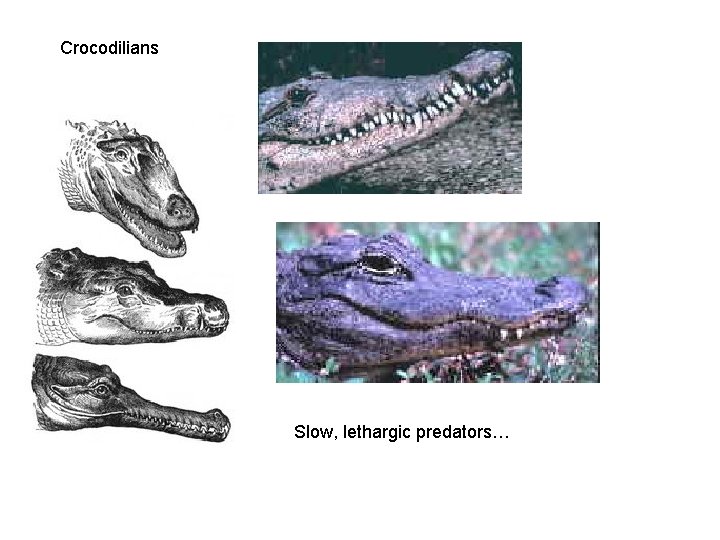 Crocodilians Slow, lethargic predators… 