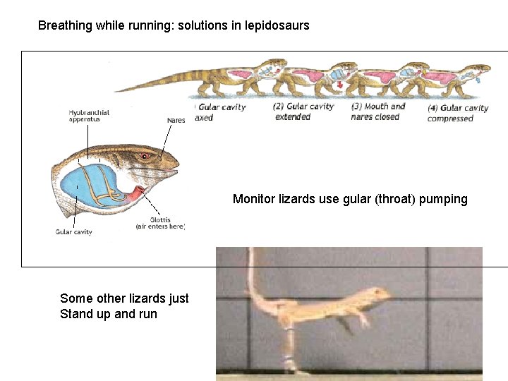 Breathing while running: solutions in lepidosaurs Monitor lizards use gular (throat) pumping Some other