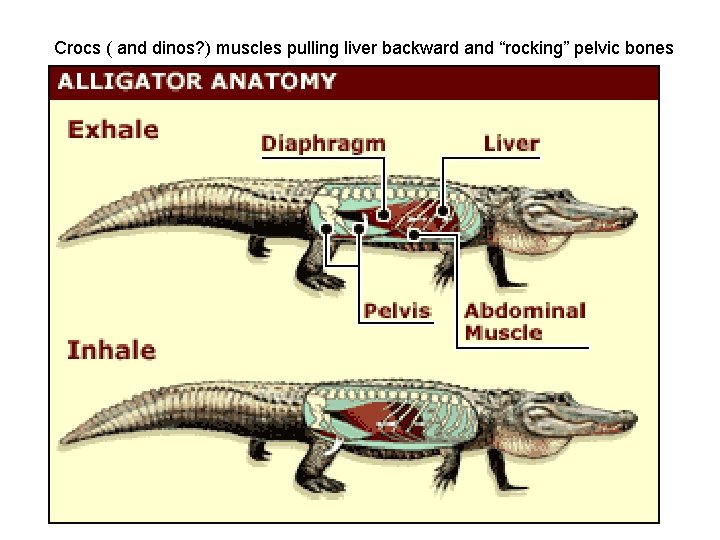Crocs ( and dinos? ) muscles pulling liver backward and “rocking” pelvic bones 