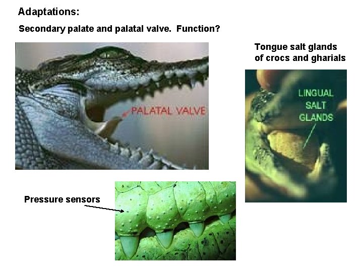 Adaptations: Secondary palate and palatal valve. Function? Tongue salt glands of crocs and gharials