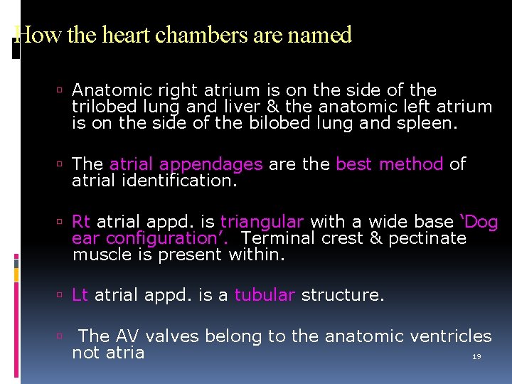 How the heart chambers are named Anatomic right atrium is on the side of