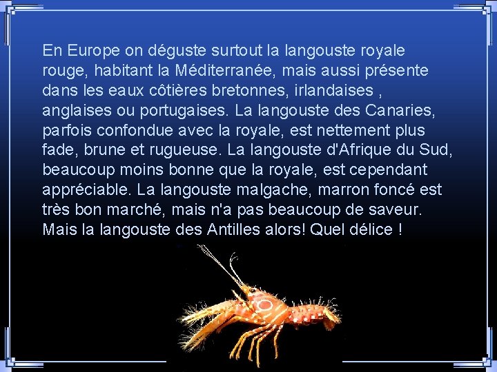 En Europe on déguste surtout la langouste royale rouge, habitant la Méditerranée, mais aussi En Europe on déguste surtout la langouste royale rouge, habitant la Méditerranée, mais aussi