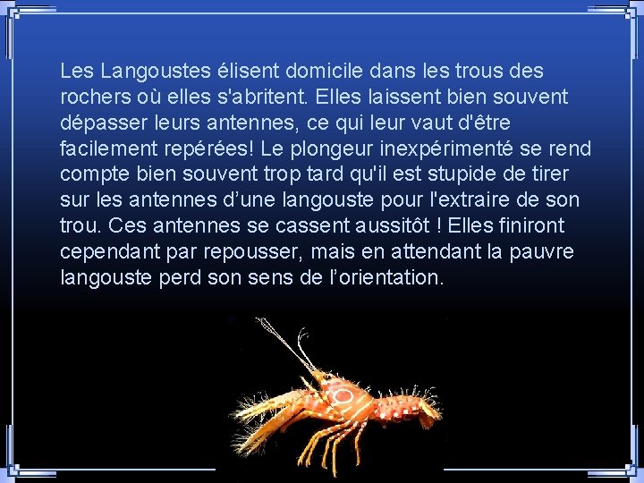 Les Langoustes élisent domicile dans les trous des rochers où elles s'abritent. Elles laissent Les Langoustes élisent domicile dans les trous des rochers où elles s'abritent. Elles laissent