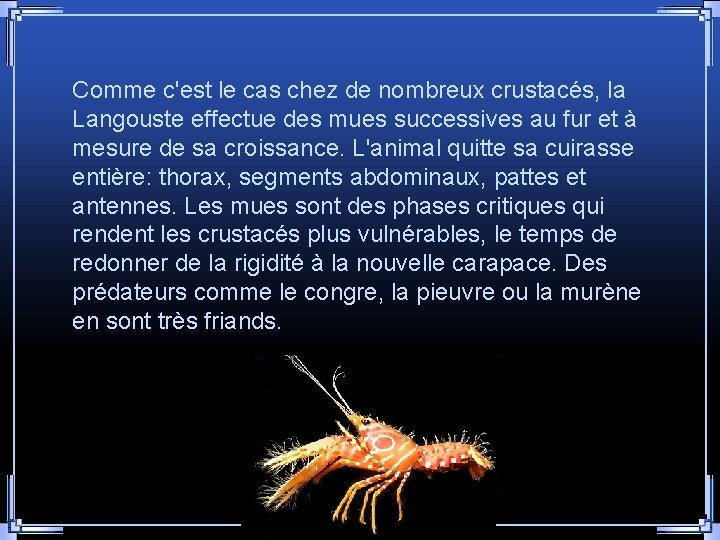 Comme c'est le cas chez de nombreux crustacés, la Langouste effectue des mues successives Comme c'est le cas chez de nombreux crustacés, la Langouste effectue des mues successives