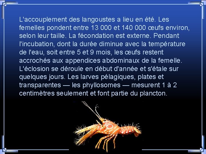 L'accouplement des langoustes a lieu en été. Les femelles pondent entre 13 000 et L'accouplement des langoustes a lieu en été. Les femelles pondent entre 13 000 et