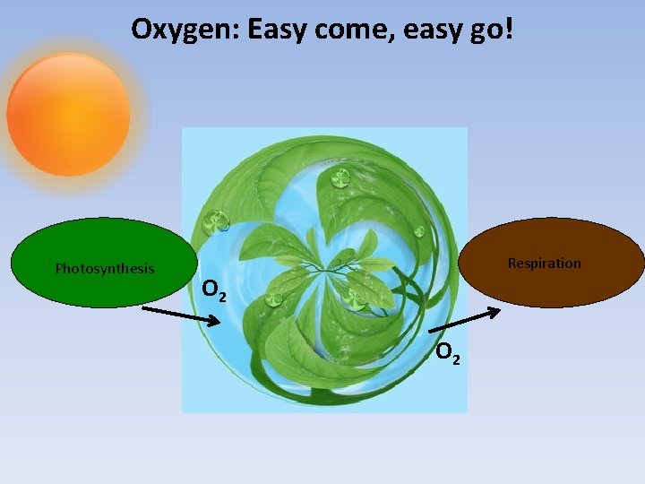 Oxygen: Easy come, easy go! Photosynthesis Respiration O 2 