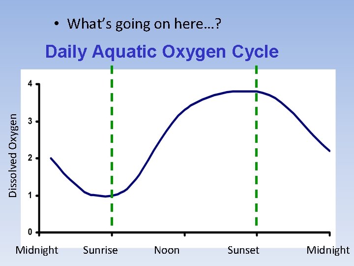  • What’s going on here…? Dissolved Oxygen Daily Aquatic Oxygen Cycle Midnight Sunrise
