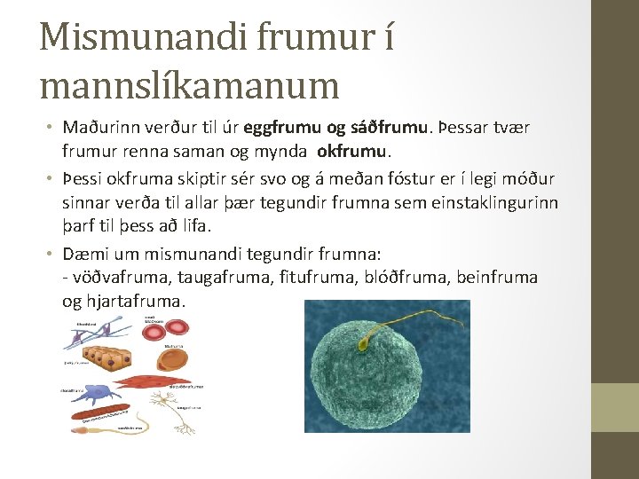 Mismunandi frumur í mannslíkamanum • Maðurinn verður til úr eggfrumu og sáðfrumu. Þessar tvær