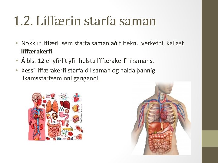 1. 2. Líffærin starfa saman • Nokkur líffæri, sem starfa saman að tilteknu verkefni,