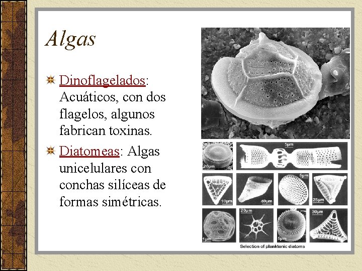 Algas Dinoflagelados: Acuáticos, con dos flagelos, algunos fabrican toxinas. Diatomeas: Algas unicelulares conchas silíceas