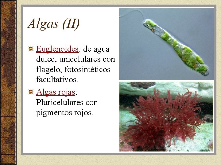 Algas (II) Euglenoides: de agua dulce, unicelulares con flagelo, fotosintéticos facultativos. Algas rojas: Pluricelulares