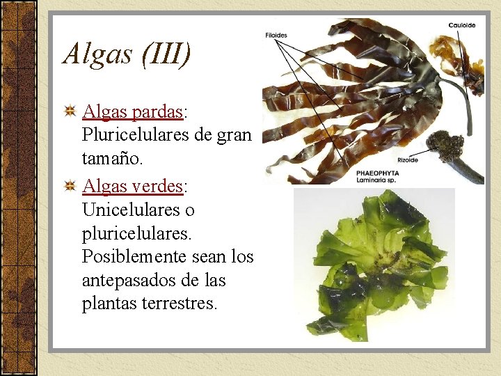 Algas (III) Algas pardas: Pluricelulares de gran tamaño. Algas verdes: Unicelulares o pluricelulares. Posiblemente
