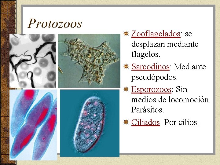Protozoos Zooflagelados: se desplazan mediante flagelos. Sarcodinos: Mediante pseudópodos. Esporozoos: Sin medios de locomoción.