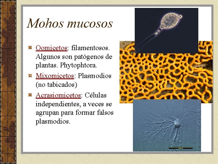 Mohos mucosos Oomicetos: filamentosos. Algunos son patógenos de plantas. Phytophtora. Mixomicetos: Plasmodios (no tabicados)