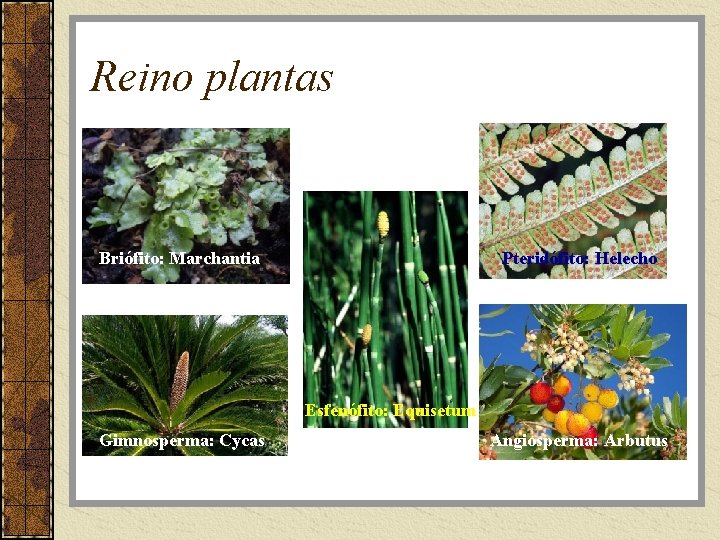 Reino plantas Briófito: Marchantia Pteridófito: Helecho Esfenófito: Equisetum Gimnosperma: Cycas Angiosperma: Arbutus 